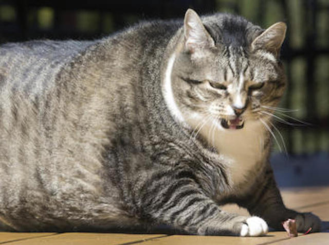 Pets becoming more obese