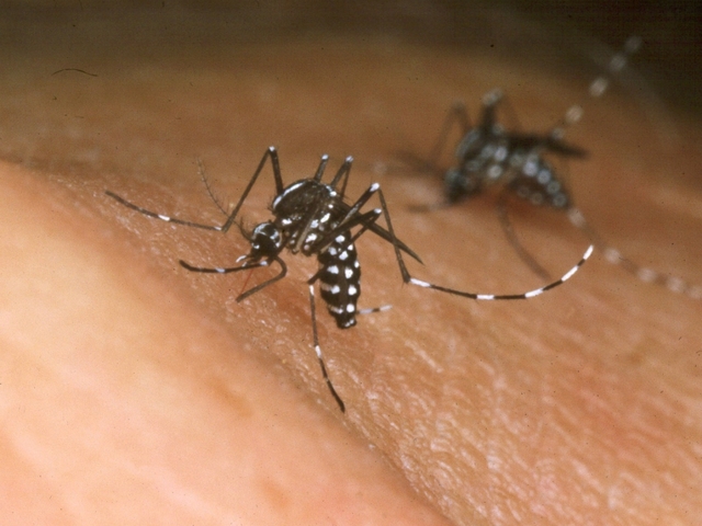 West Nile Found In Berkshire County